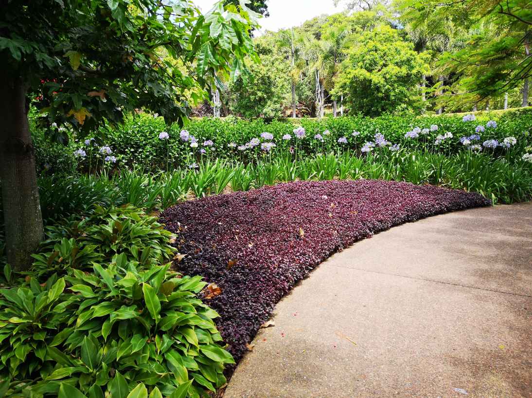 picturesque scene of roma street parkland in brisb 2025 02 02 21 39 48 utc 1