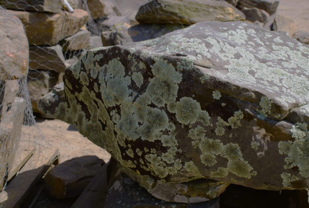 Moss landscape boulders at JBS Express McKinney yard